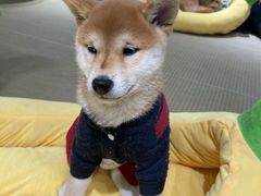 -逗柴咖啡屋·狗咖猫咖宠物桌游