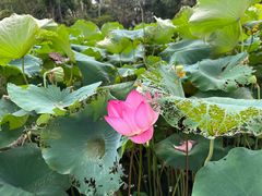 -浙江西子宾馆·瑶园咖啡厅