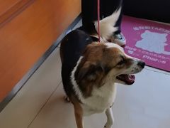 -宠福鑫动物医院(城北分院)