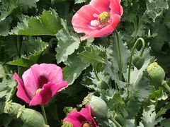 -国家植物园南园