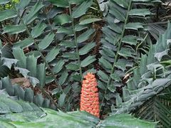 -国家植物园南园