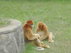 -西安秦岭野生动物园