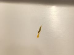 -阿那亚第一食堂 Cafeteria 1