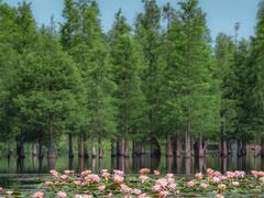 -白鹭湾湿地公园