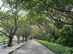 -大湾区中央湿地公园