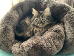 -pd派德宠物中心医院24H急重症·眼科中心·血液透析中心(嵩山北路店)