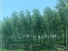 -黄海国家森林公园