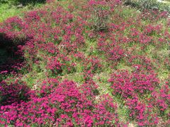 -上海佘山国家森林公园天马山园