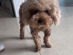 -瑞派福兴宠物医院犬猫全科·骨科·中西医结合(河东店)