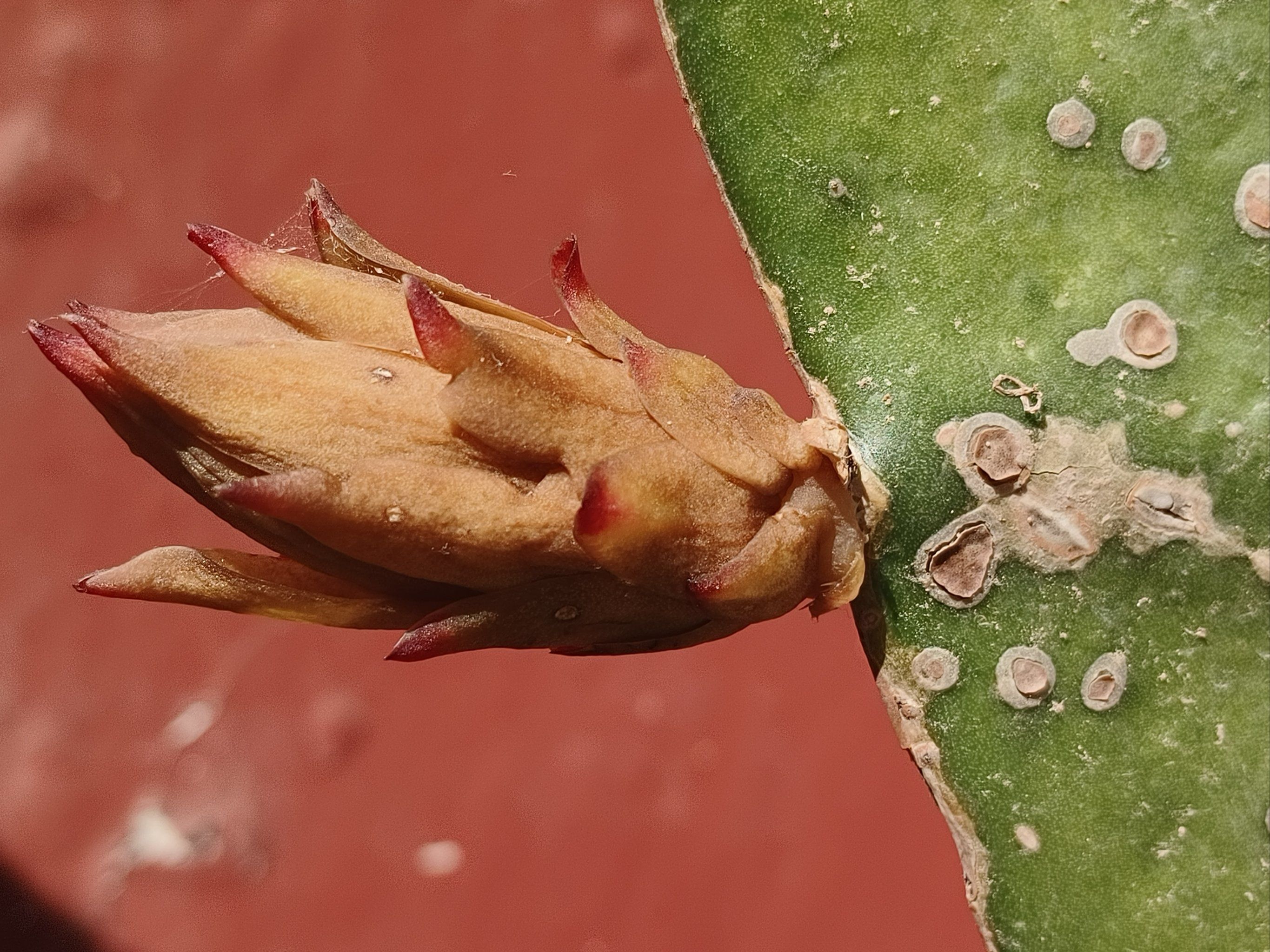 火龙果花骨朵儿,还是枯萎了.可能长得不是