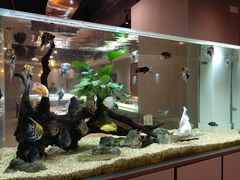 景观位-黄鱼炙夜(华家池店)