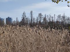 -艾溪湖湿地公园