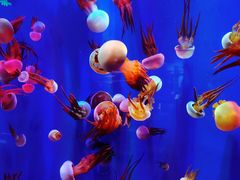 -成都浩海立方海洋公园