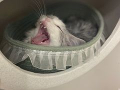 -怪兽屋·羊驼·猫咖·狗咖(俊华广场店)