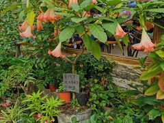 -马帮菜馆·美味野生菌