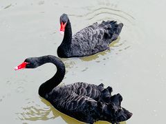 -上海野生动物园
