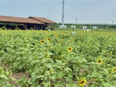 -杭州湾海上花田景区