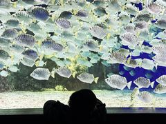 -北海海底世界