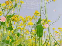 -古柏渡丰乐樱花园