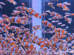 -海合安成都极地海洋公园