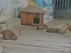 -石家庄市动物园