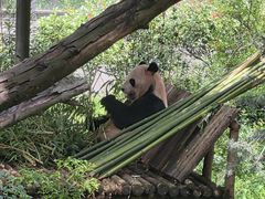 -云南野生动物园