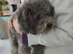 -凯瑞希宠物医院·狂犬免疫·微创·皮肤科