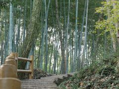 -上海佘山国家森林公园天马山园