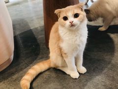 -瞄一喵猫咖(格力海岸店)