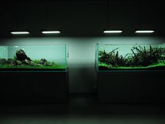 -ADA自然水景世界
