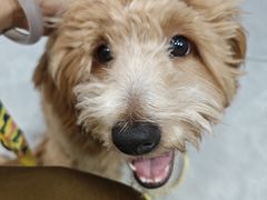 -伟伟宠物医院·CT影像中心·瑞派犬猫综合性门诊(汉口总院)