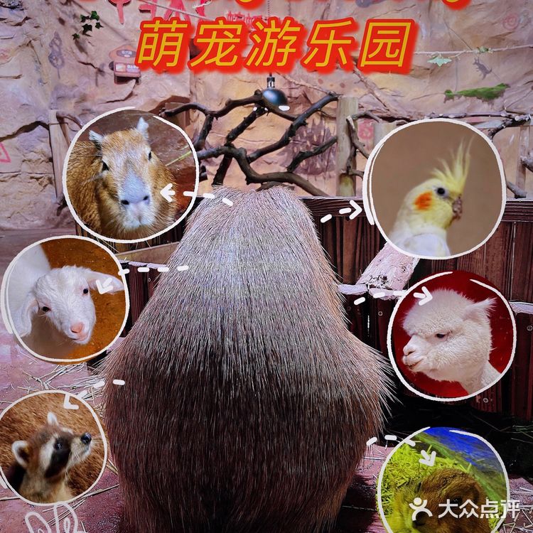 zoolung萌宠乐园[爱心]游记