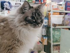 -喵的天空名猫咖啡馆·撸猫·猫舍·用品