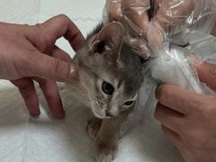 -纳吉亚猫专科动物医院博雅分院