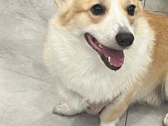 -瑞派·爱瑞可动物医院·口腔专科(广华新城分院)