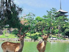 -奈良公园