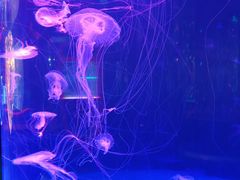 -左海海底世界