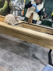 -神奇动物撸宠馆·羊驼·小浣熊·异宠(豫园店)