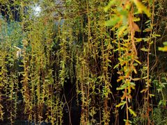 -明月山天沐温泉度假村