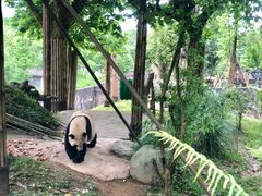 -都江堰中华大熊猫苑
