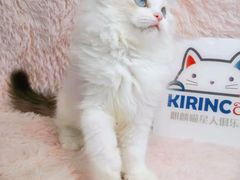 -十年猫舍·猫咪专门店(普陀店)