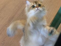 -柯斗斗主题餐厅·狗咖·围炉煮茶·茶饮(国瑞升平里店)