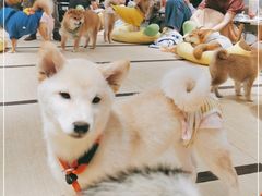 -逗柴咖啡屋·狗咖猫咖宠物桌游