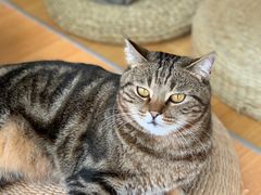 -Catmate·猫肥家润(金润铂宫店)