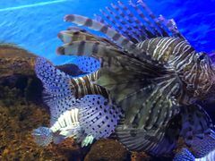 -上海海洋水族馆