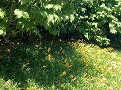 小花依依-永定河休闲森林公园