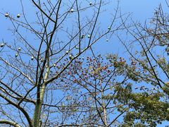 -顺峰山公园