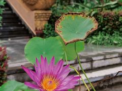 -西双版纳总佛寺