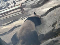 -武汉动物园