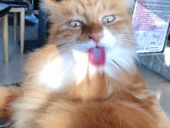 -平行世界·猫咖(首经贸店)